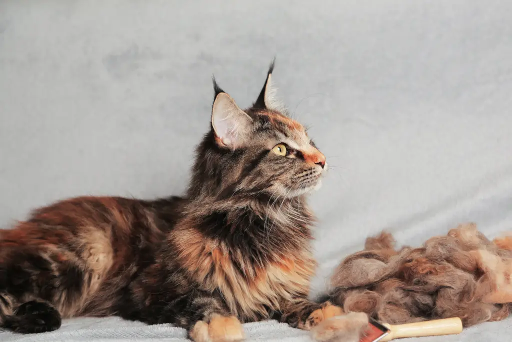 Maine Coon